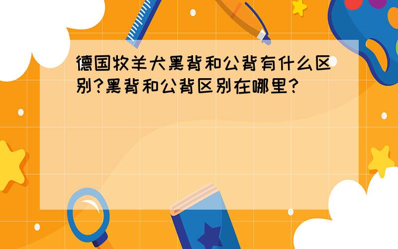 德国牧羊犬黑背和公背有什么区别?黑背和公背区别在哪里?