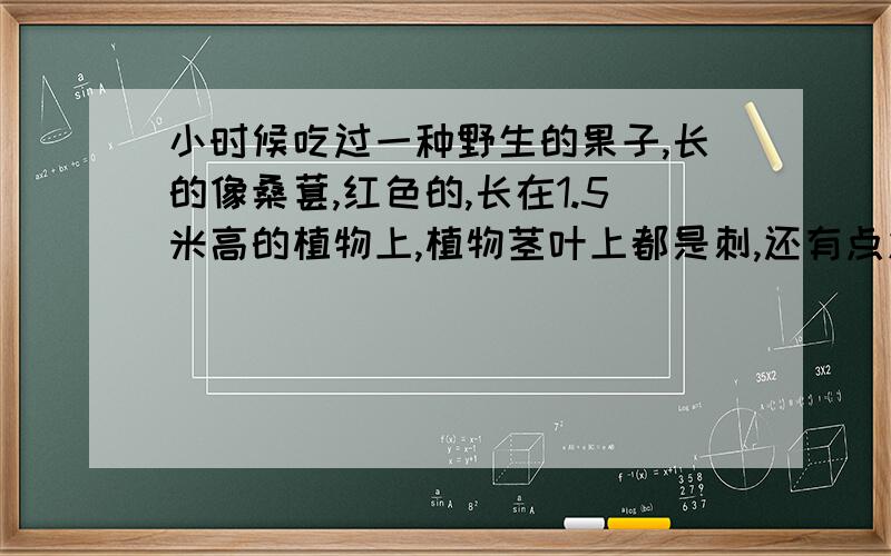 小时候吃过一种野生的果子,长的像桑葚,红色的,长在1.5米高的植物上,植物茎叶上都是刺,还有点发红在东北的大山里,味道很好,它是什么植物呢?