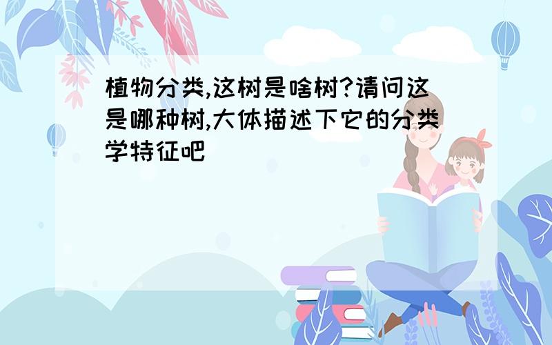 植物分类,这树是啥树?请问这是哪种树,大体描述下它的分类学特征吧