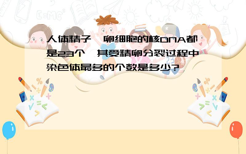 人体精子、卵细胞的核DNA都是23个,其受精卵分裂过程中染色体最多的个数是多少?