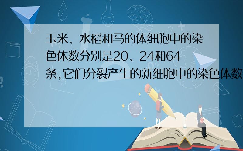 玉米、水稻和马的体细胞中的染色体数分别是20、24和64条,它们分裂产生的新细胞中的染色体数分别是