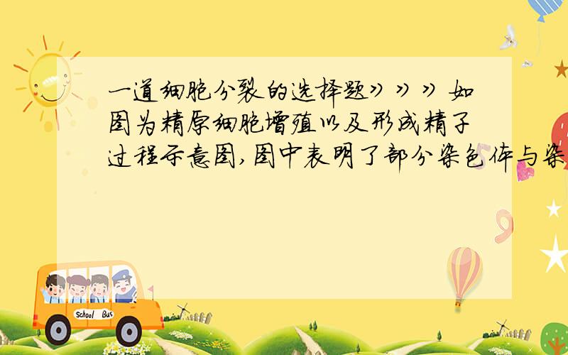 一道细胞分裂的选择题》》》如图为精原细胞增殖以及形成精子过程示意图,图中表明了部分染色体与染色体上的基因.设1和3细胞都处于染色体的着丝点向两极移动的时期.下列关于图解叙述