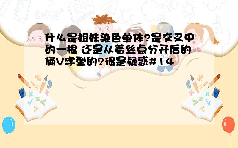 什么是姐妹染色单体?是交叉中的一根 还是从着丝点分开后的俩V字型的?很是疑惑#14