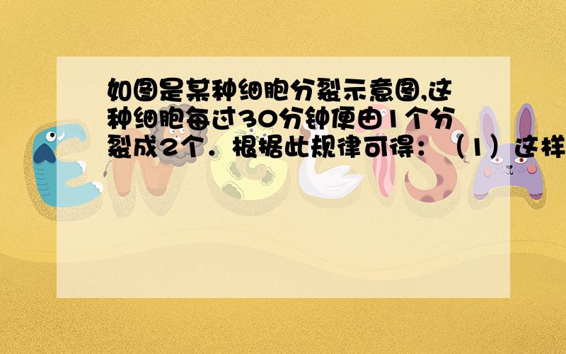 如图是某种细胞分裂示意图,这种细胞每过30分钟便由1个分裂成2个．根据此规律可得：（1）这样的一个细胞经过第四个30分钟后可分裂成 个细胞； （2）这样的一个细胞经过3小时后可分裂成