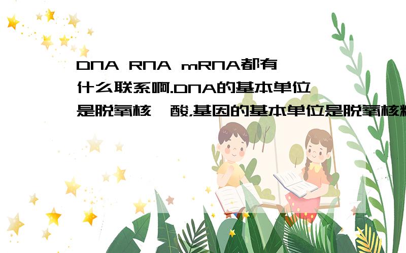 DNA RNA mRNA都有什么联系啊.DNA的基本单位是脱氧核苷酸，基因的基本单位是脱氧核糖核苷酸，和你说的不同