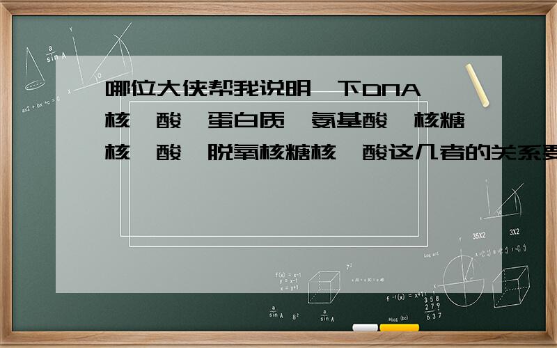 哪位大侠帮我说明一下DNA、核苷酸、蛋白质、氨基酸、核糖核苷酸、脱氧核糖核苷酸这几者的关系要简洁,不要从书上照搬,书上看得懂我也不用来问了还有一个核酸是什么