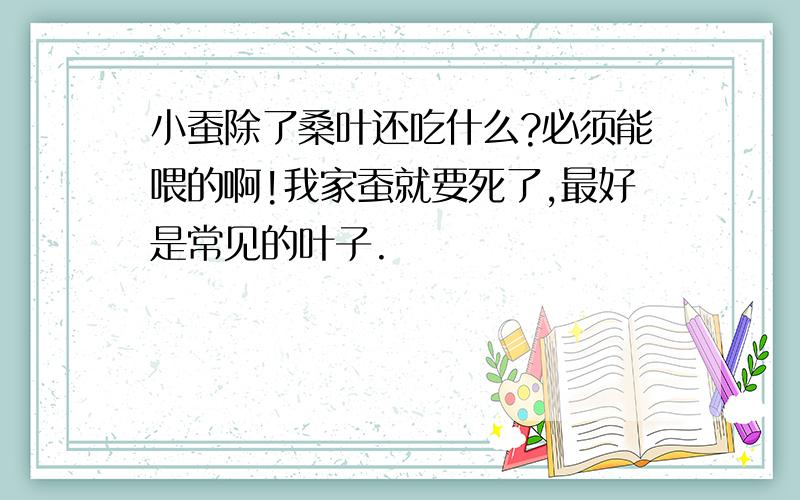 小蚕除了桑叶还吃什么?必须能喂的啊!我家蚕就要死了,最好是常见的叶子.