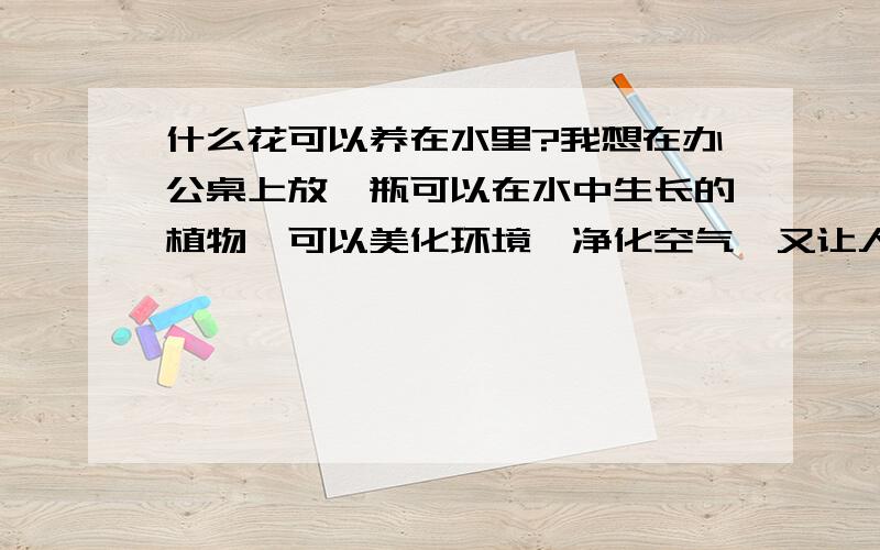 什么花可以养在水里?我想在办公桌上放一瓶可以在水中生长的植物,可以美化环境,净化空气,又让人心情舒畅直接放水里,不放土的那种花