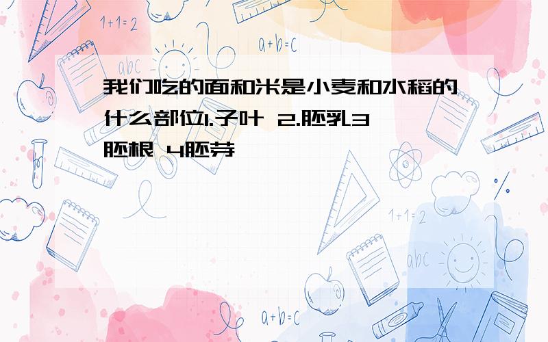 我们吃的面和米是小麦和水稻的什么部位1.子叶 2.胚乳3胚根 4胚芽