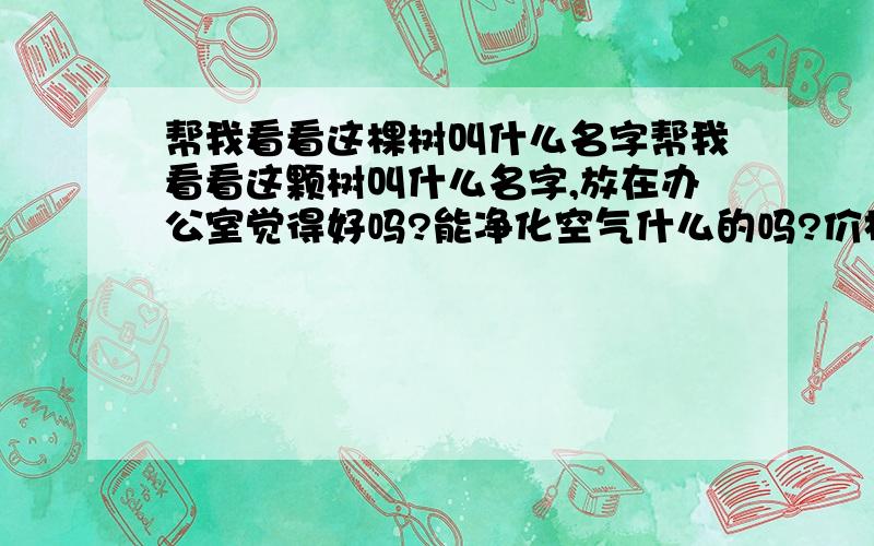 帮我看看这棵树叫什么名字帮我看看这颗树叫什么名字,放在办公室觉得好吗?能净化空气什么的吗?价格一般会怎样?