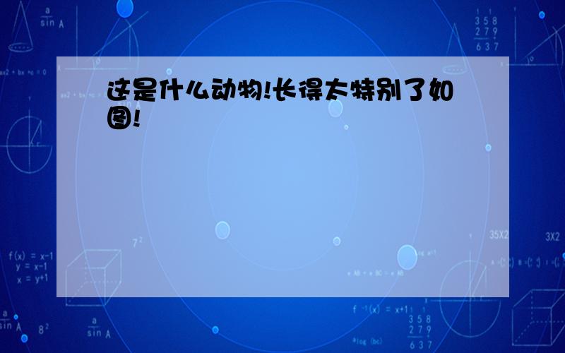 这是什么动物!长得太特别了如图!