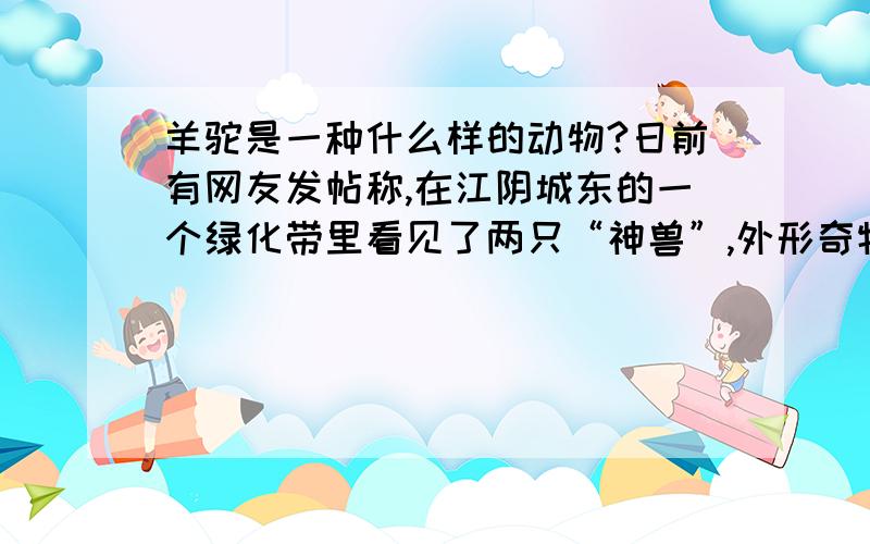 羊驼是一种什么样的动物?日前有网友发帖称,在江阴城东的一个绿化带里看见了两只“神兽”,外形奇特、表情“呆萌”.“神兽”其实是身价10多万元的两只羊驼,生活在当地已经有1年了,是由