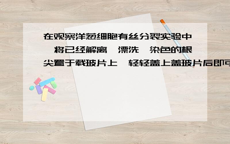 在观察洋葱细胞有丝分裂实验中,将已经解离、漂洗、染色的根尖置于载玻片上,轻轻盖上盖玻片后即可镜检为什么错啊?根尖置于载玻片上,轻轻盖上盖玻片,这个不是相当于制片了么?