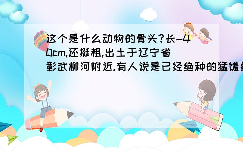 这个是什么动物的骨头?长-40cm,还挺粗,出土于辽宁省彰武柳河附近.有人说是已经绝种的猛犸象的骨头,但是不敢确定.好像是什么动物的腿骨~希望各位朋友多给评价一下~