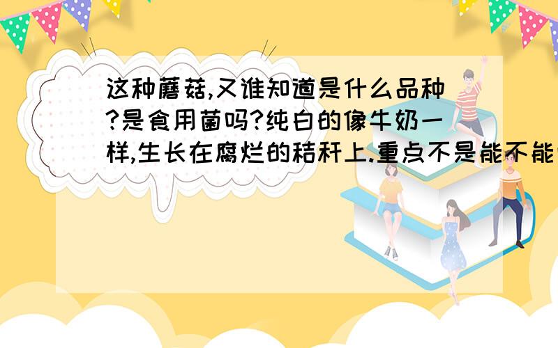 这种蘑菇,又谁知道是什么品种?是食用菌吗?纯白的像牛奶一样,生长在腐烂的秸秆上.重点不是能不能吃,本人想知道它的学名而已