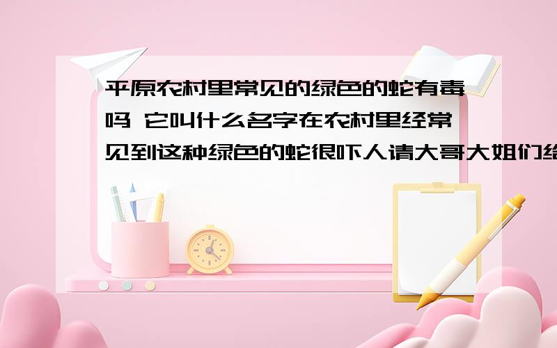 平原农村里常见的绿色的蛇有毒吗 它叫什么名字在农村里经常见到这种绿色的蛇很吓人请大哥大姐们给我一个满意的答复这是所有农民的心声