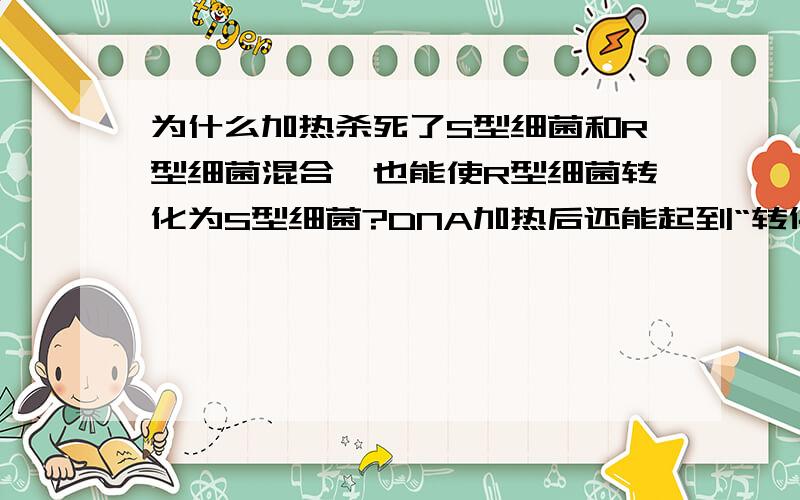 为什么加热杀死了S型细菌和R型细菌混合,也能使R型细菌转化为S型细菌?DNA加热后还能起到“转化因子”...为什么加热杀死了S型细菌和R型细菌混合,也能使R型细菌转化为S型细菌?DNA加热后还能