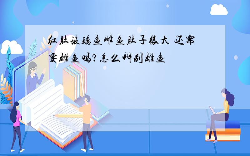 红肚玻璃鱼雌鱼肚子很大 还需要雄鱼吗?怎么辨别雄鱼