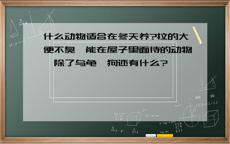 什么动物适合在冬天养?拉的大便不臭、能在屋子里面待的动物,除了乌龟、狗还有什么?