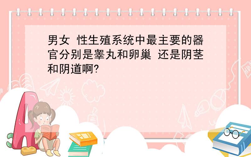 男女 性生殖系统中最主要的器官分别是睾丸和卵巢 还是阴茎和阴道啊?