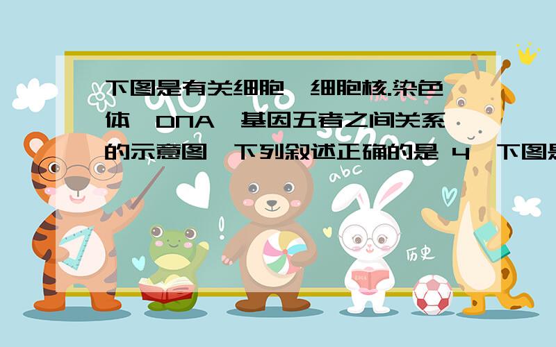 下图是有关细胞,细胞核.染色体,DNA,基因五者之间关系的示意图,下列叙述正确的是 4、下图是有关细胞、细胞4、下图是有关细胞、细胞核、染色体、DNA、基因五者之间关系的示意图，下列叙