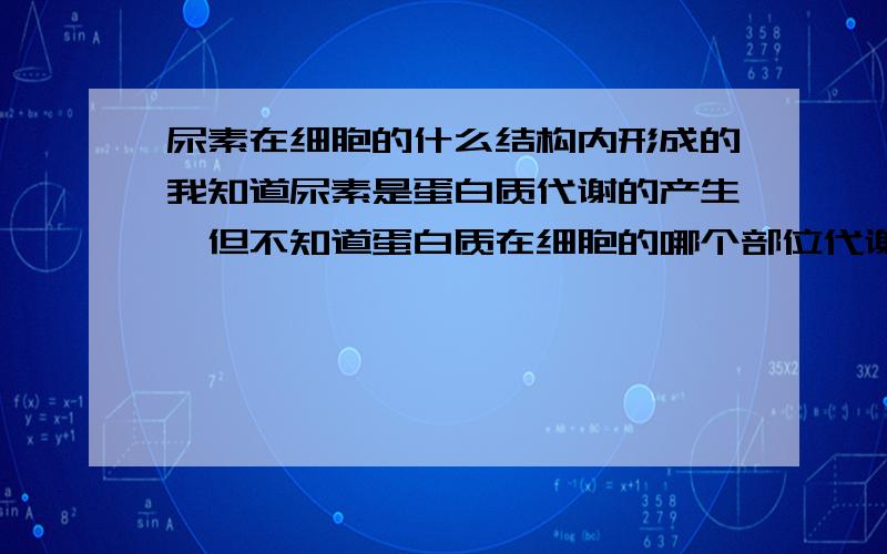 尿素在细胞的什么结构内形成的我知道尿素是蛋白质代谢的产生,但不知道蛋白质在细胞的哪个部位代谢形成的尿素.