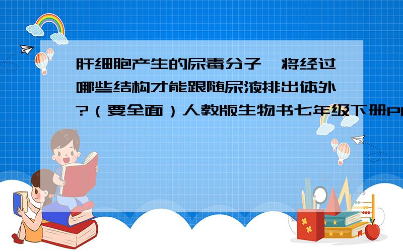 肝细胞产生的尿毒分子,将经过哪些结构才能跟随尿液排出体外?（要全面）人教版生物书七年级下册P83第2体