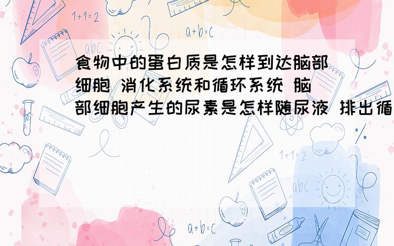 食物中的蛋白质是怎样到达脑部细胞 消化系统和循环系统 脑部细胞产生的尿素是怎样随尿液 排出循环