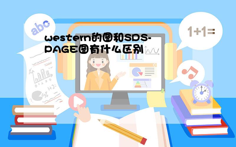 western的图和SDS-PAGE图有什么区别