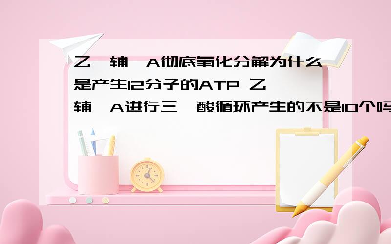 乙酰辅酶A彻底氧化分解为什么是产生12分子的ATP 乙酰辅酶A进行三羧酸循环产生的不是10个吗