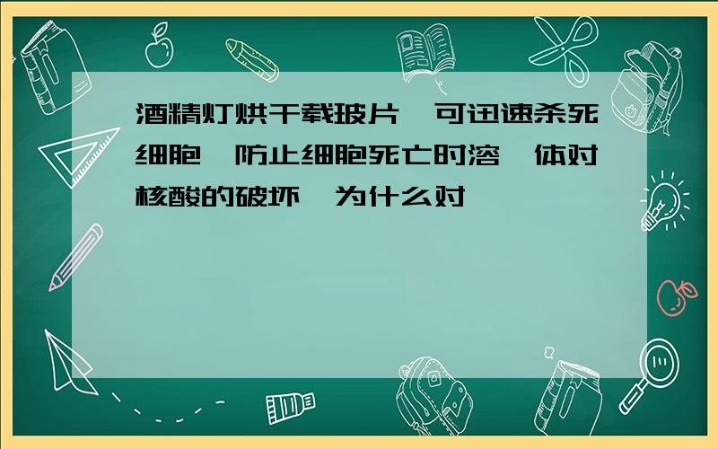 酒精灯烘干载玻片,可迅速杀死细胞,防止细胞死亡时溶酶体对核酸的破坏,为什么对