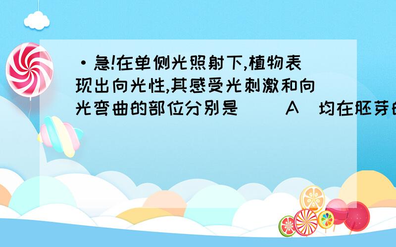 ·急!在单侧光照射下,植物表现出向光性,其感受光刺激和向光弯曲的部位分别是（ ）A．均在胚芽的尖端 B.均在胚芽尖端的下面 C.胚芽尖端的下面和胚芽的尖端 D.胚芽的尖端和胚芽尖端的下面