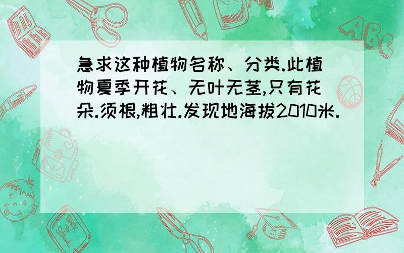 急求这种植物名称、分类.此植物夏季开花、无叶无茎,只有花朵.须根,粗壮.发现地海拔2010米.