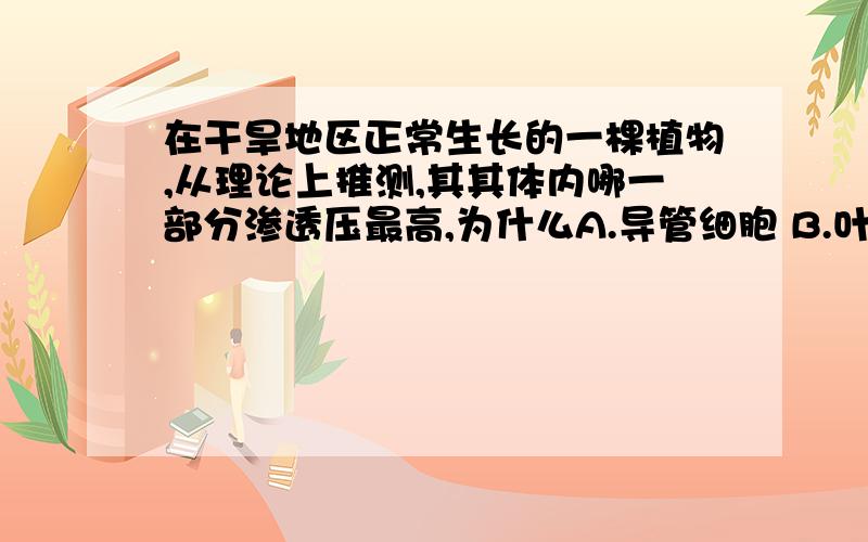 在干旱地区正常生长的一棵植物,从理论上推测,其其体内哪一部分渗透压最高,为什么A.导管细胞 B.叶肉细胞 C.跟毛区细胞 D.茎的皮层细胞