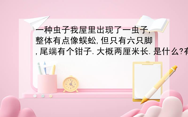 一种虫子我屋里出现了一虫子,整体有点像蜈蚣,但只有六只脚,尾端有个钳子.大概两厘米长.是什么?有什么特性,