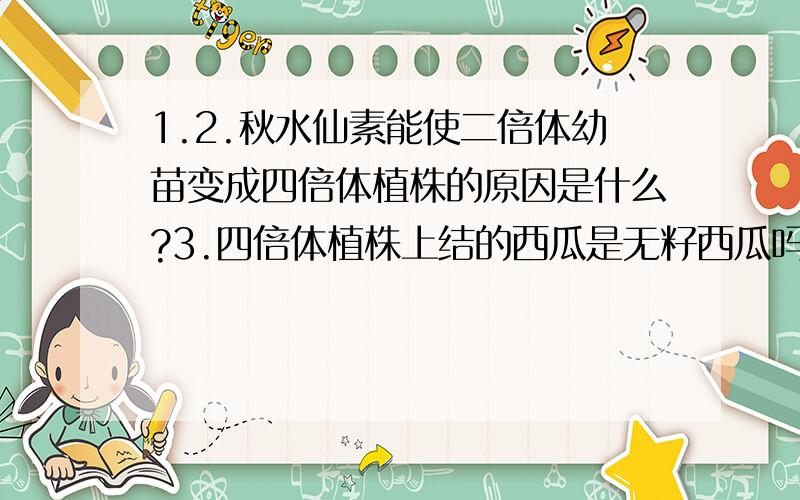 1.2.秋水仙素能使二倍体幼苗变成四倍体植株的原因是什么?3.四倍体植株上结的西瓜是无籽西瓜吗?它的瓜皮和瓜瓤部分的细胞中各含有几个染色体组?4.三倍体植株上所结西瓜没有种子的原因