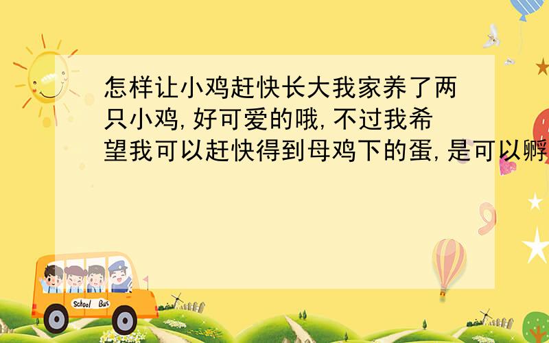 怎样让小鸡赶快长大我家养了两只小鸡,好可爱的哦,不过我希望我可以赶快得到母鸡下的蛋,是可以孵出小鸡的哦,然后把小鸡卖了,既可以给鸡买更好的饲料,又可以赚零花钱,