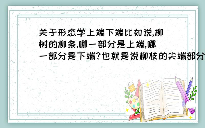 关于形态学上端下端比如说,柳树的柳条,哪一部分是上端,哪一部分是下端?也就是说柳枝的尖端部分属于形态学上端咯？