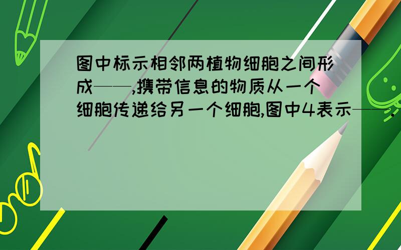 图中标示相邻两植物细胞之间形成——,携带信息的物质从一个细胞传递给另一个细胞,图中4表示——.