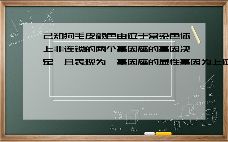 已知狗毛皮颜色由位于常染色体上非连锁的两个基因座的基因决定,且表现为一基因座的显性基因为上位基因,使得小狗的毛皮表现为白色,而另一基因座的基因B/b分别控制黑色和棕色的表达,如