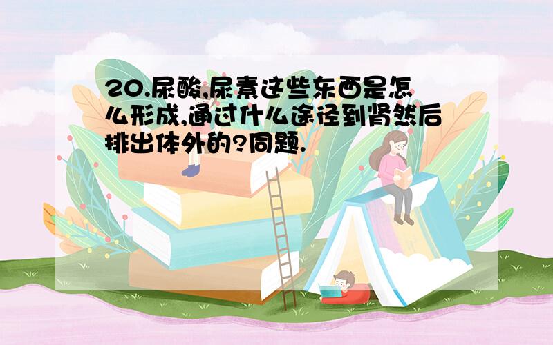 20.尿酸,尿素这些东西是怎么形成,通过什么途径到肾然后排出体外的?同题.