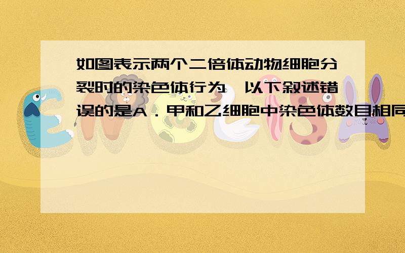 如图表示两个二倍体动物细胞分裂时的染色体行为,以下叙述错误的是A．甲和乙细胞中染色体数目相同,它们的体细胞染色体数目也是相同的B．甲细胞所处的时期为减数第一次分裂中期,乙细