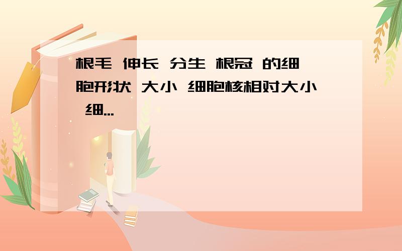 根毛 伸长 分生 根冠 的细胞形状 大小 细胞核相对大小 细...