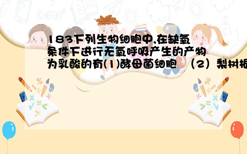 183下列生物细胞中,在缺氧条件下进行无氧呼吸产生的产物为乳酸的有(1)酵母菌细胞  （2）梨树根部细胞 （3）玉米肧细胞  （4）人体肌细胞A （1）（2）   B (2) (3)     C（3）（4）   D(1)  (4)酵母