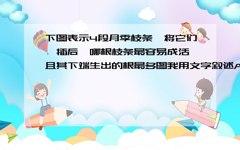 下图表示4段月季枝条,将它们扦插后,哪根枝条最容易成活,且其下端生出的根最多图我用文字叙述A一根枝条,什么也没有 B一根枝条上半部分有个芽 C一根枝条上面的口有生长素,上半部分有三