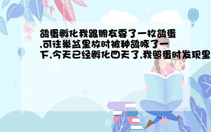 鸽蛋孵化我跟朋友要了一枚鸽蛋,可往巢盆里放时被种鸽啄了一下,今天已经孵化四天了,我照蛋时发现里面液体在动,是不是不行啦