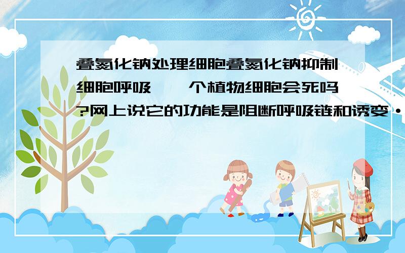 叠氮化钠处理细胞叠氮化钠抑制细胞呼吸,一个植物细胞会死吗?网上说它的功能是阻断呼吸链和诱变···