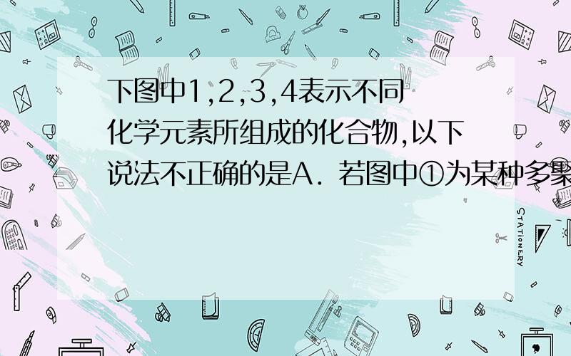 下图中1,2,3,4表示不同化学元素所组成的化合物,以下说法不正确的是A．若图中①为某种多聚体的单体,则①最可能是氨基酸B．若②作为生命活动的备用的能源物质,则②是脂肪C．若③多聚体,