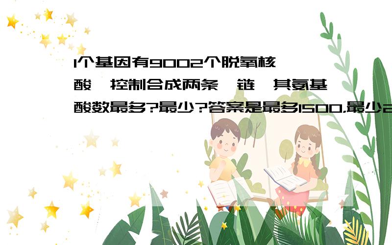 1个基因有9002个脱氧核苷酸,控制合成两条肽链,其氨基酸数最多?最少?答案是最多1500，最少2