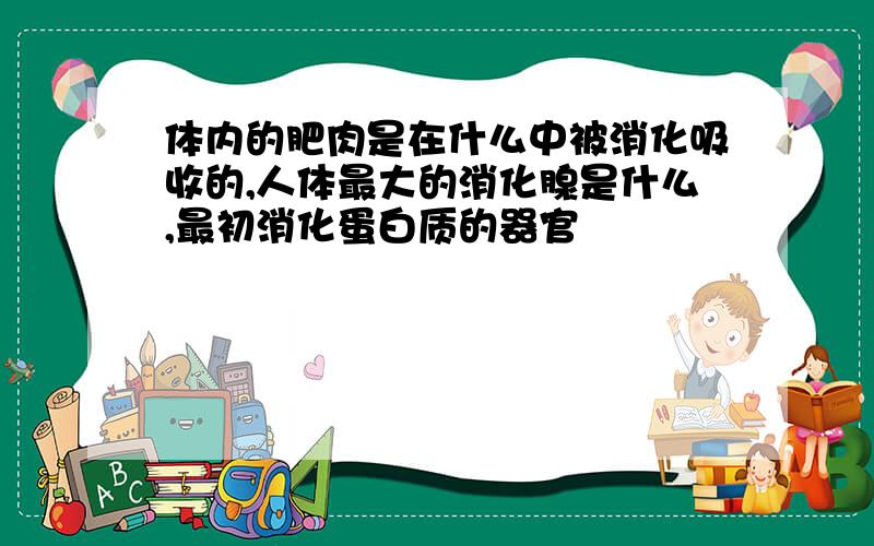 体内的肥肉是在什么中被消化吸收的,人体最大的消化腺是什么,最初消化蛋白质的器官